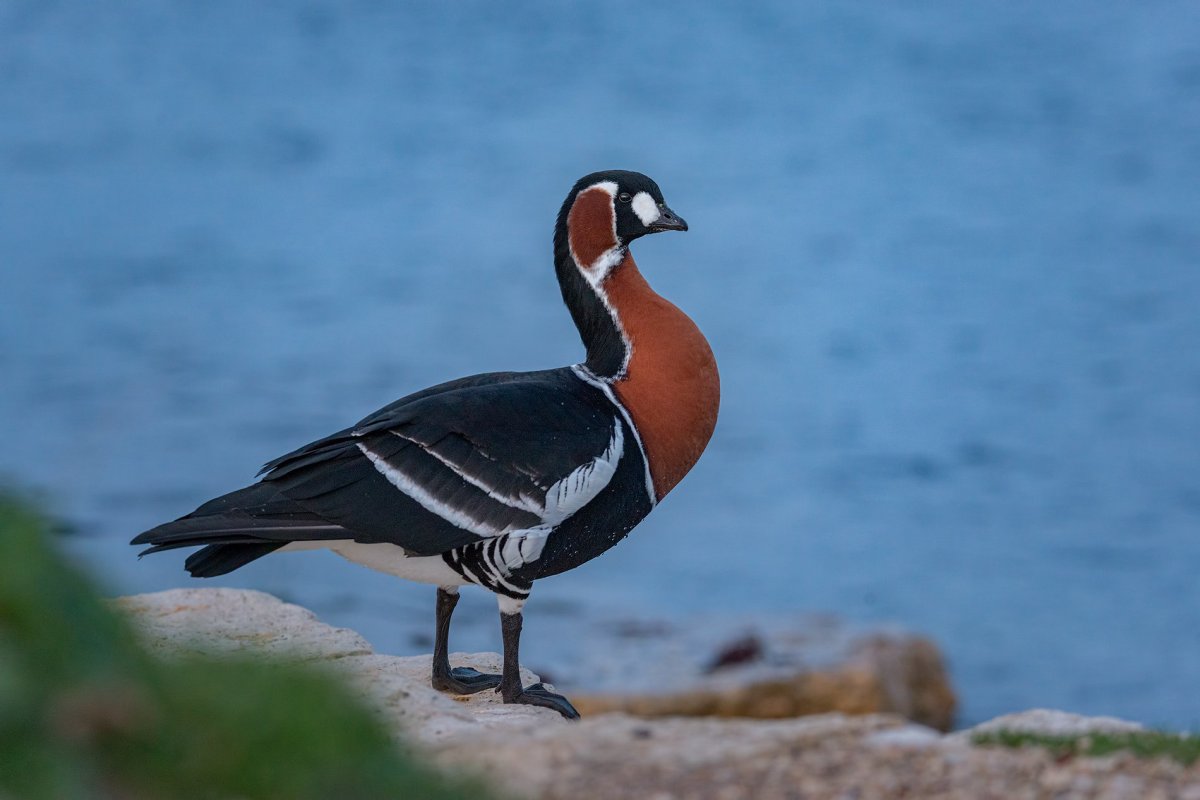 Европейская чернозобая гагара