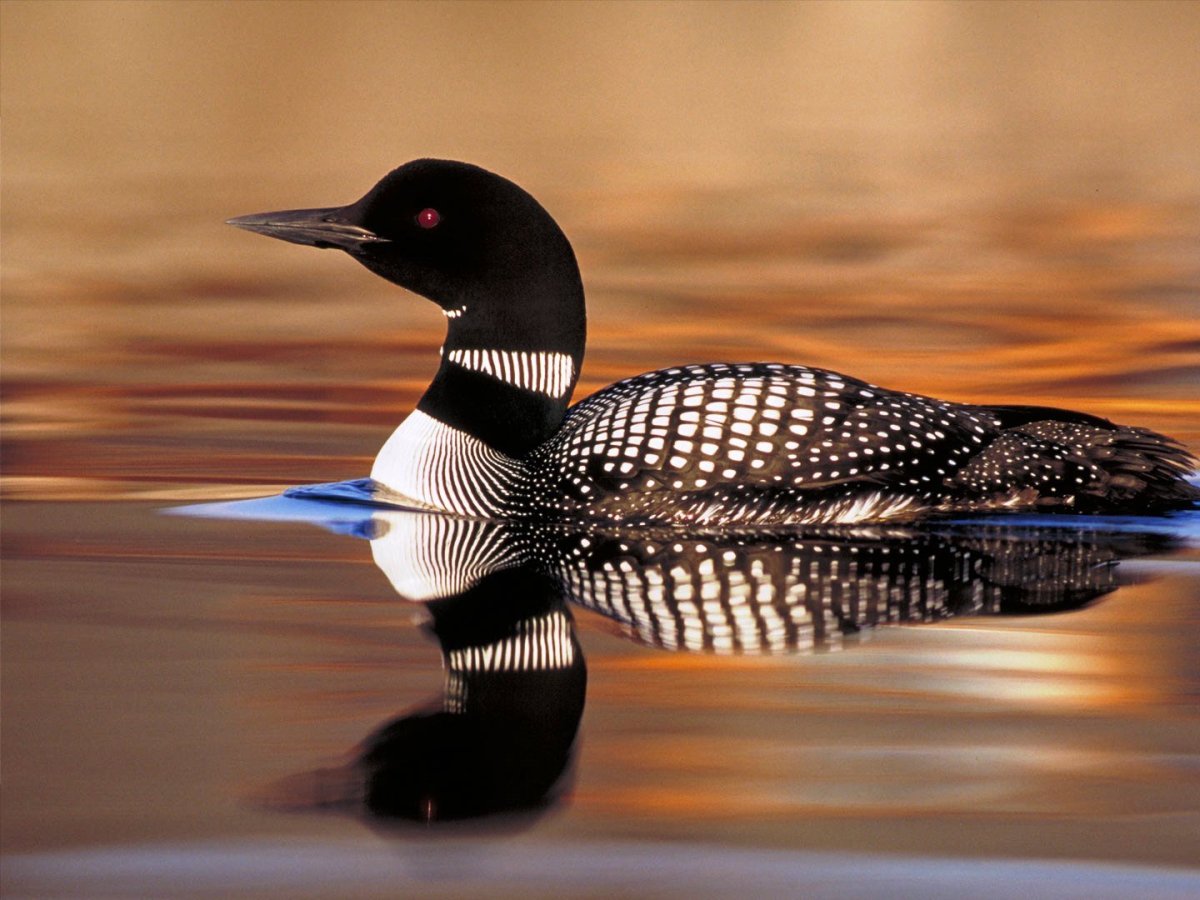 Птицы Азовского моря