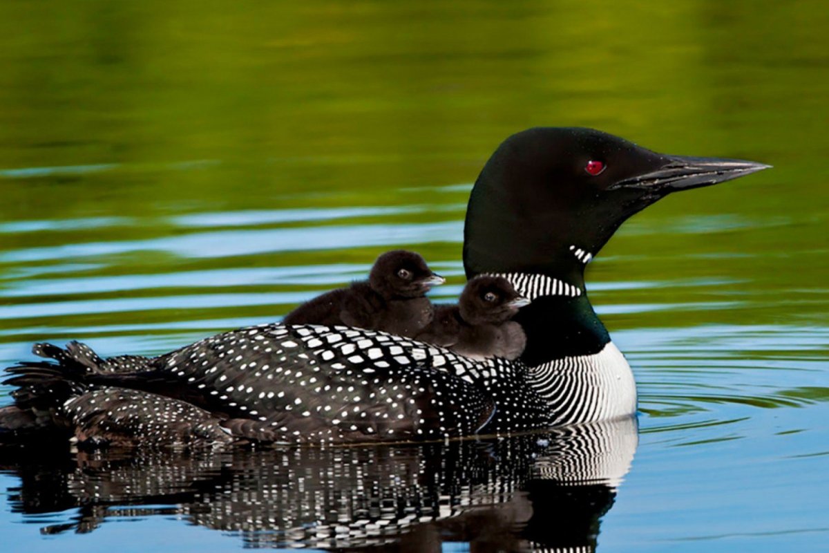 Утка гагара