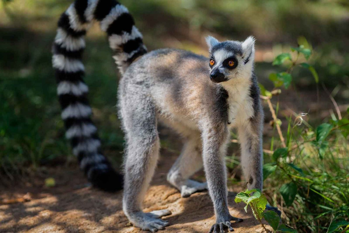 Длиннохвостый лемур