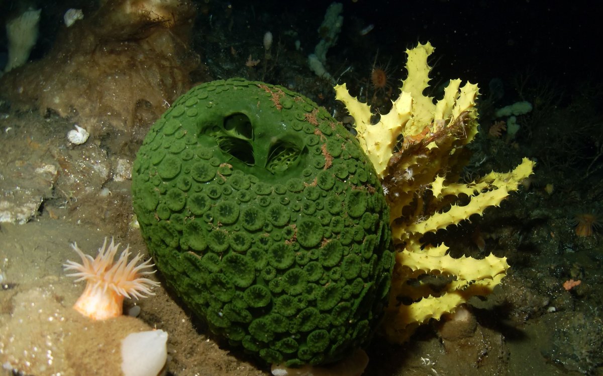 Губки японского моря