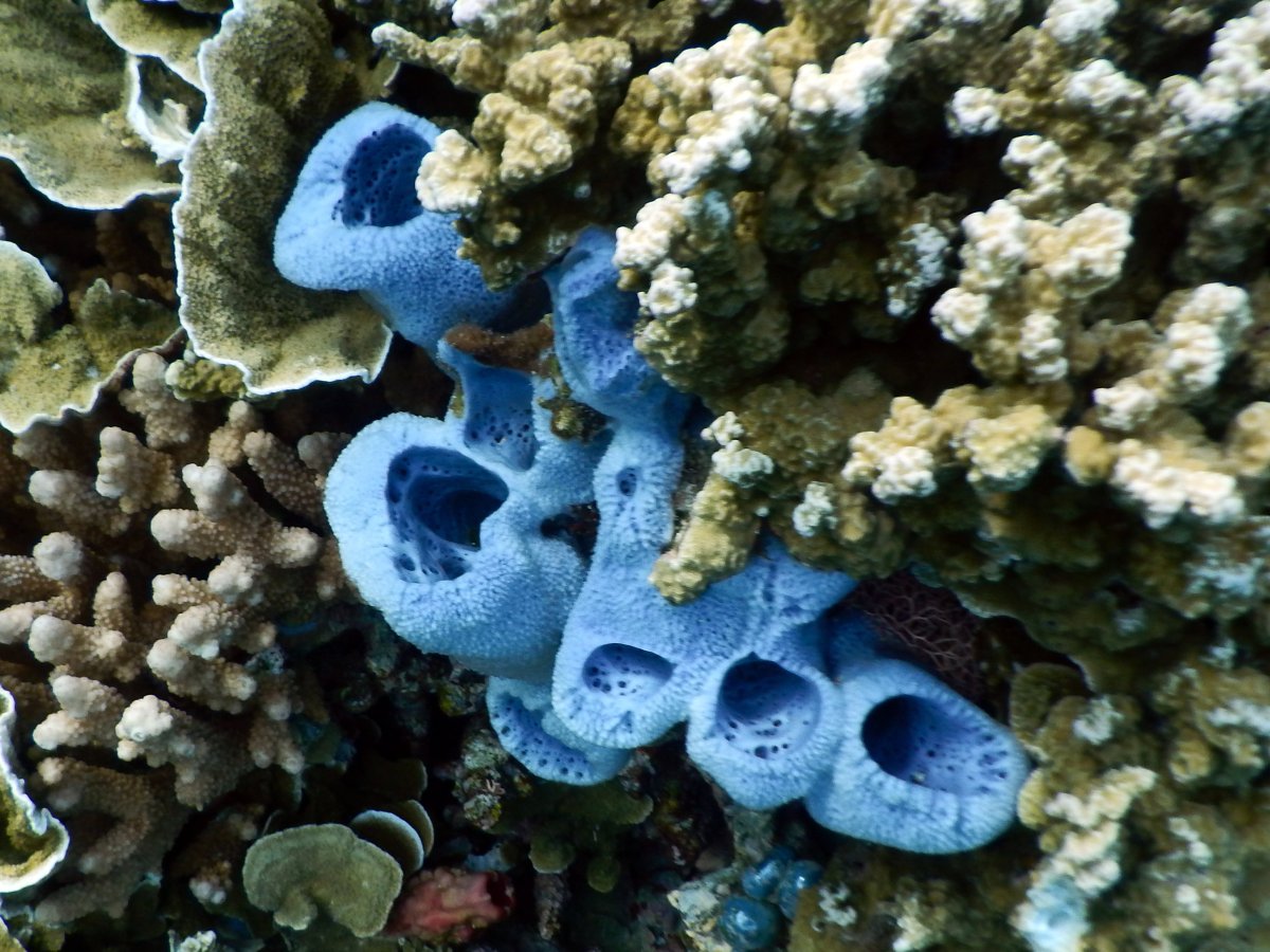 Колонии морских губок