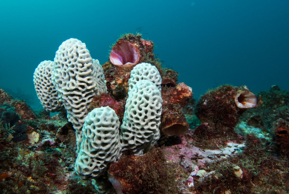 Морская губка Розациндра