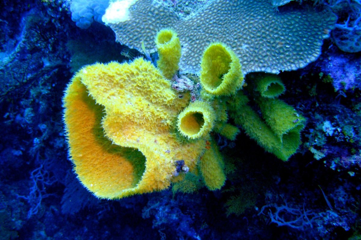 Губки многоклеточные животные