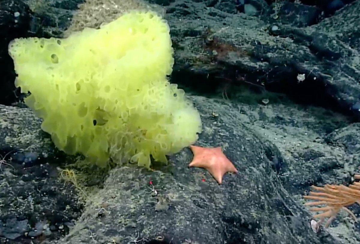 Дельфины Минимализм