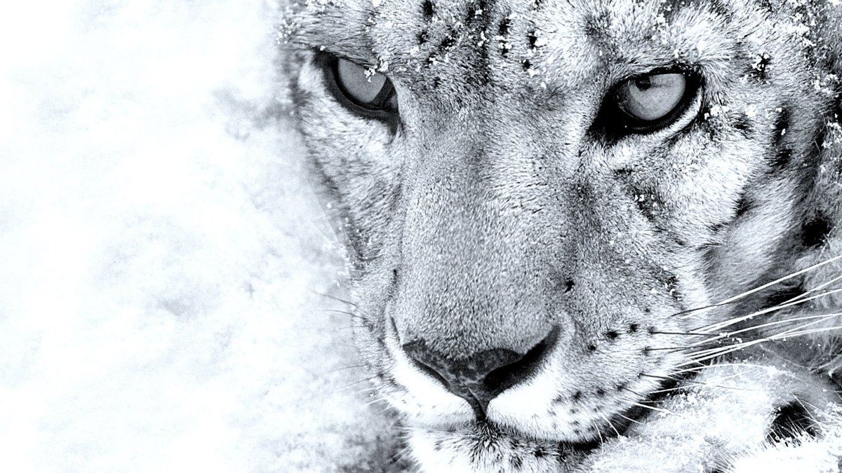 Красивая картинка чеонобел