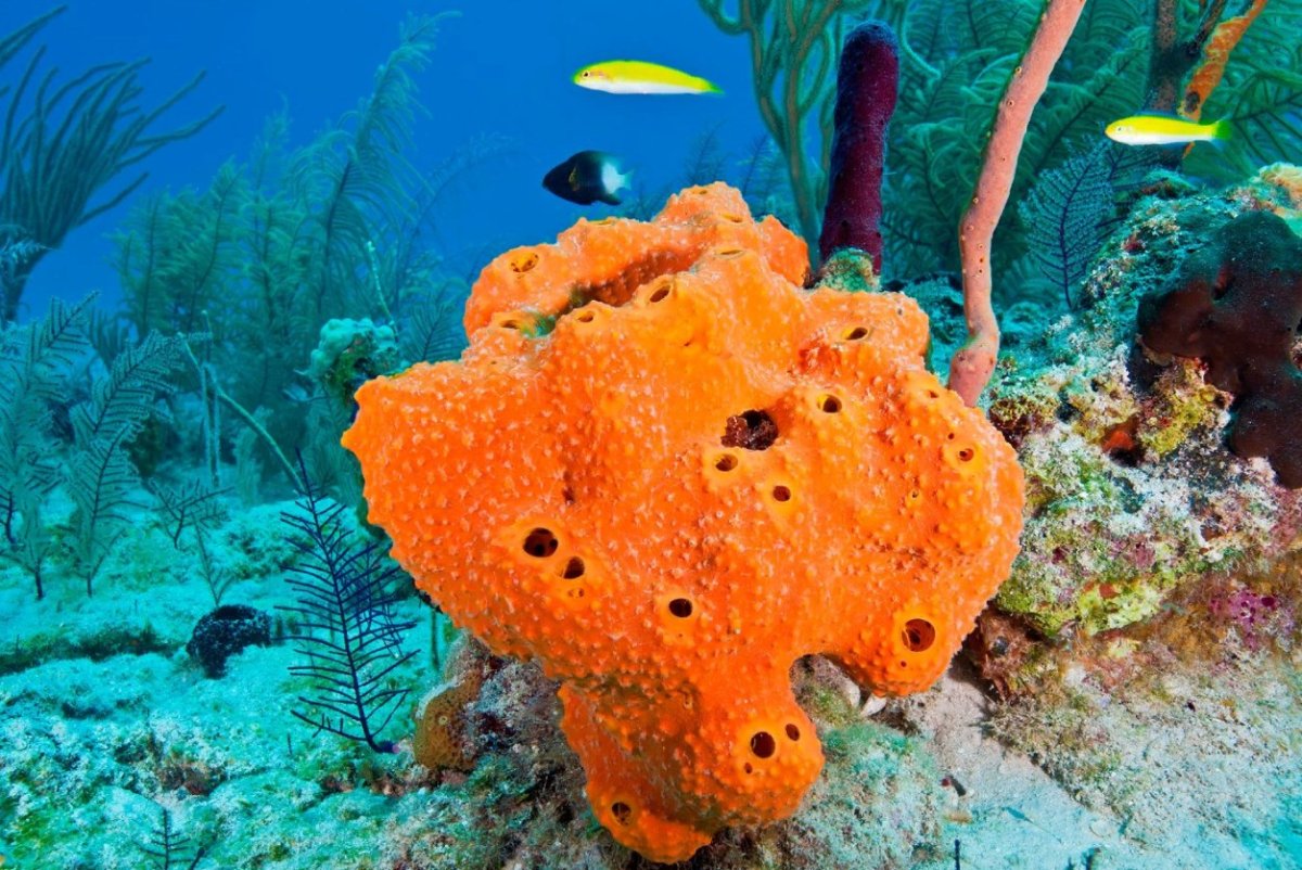 Морская губка Hertwigia