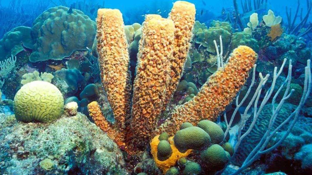 Весёлые открытки для поднятия настроения