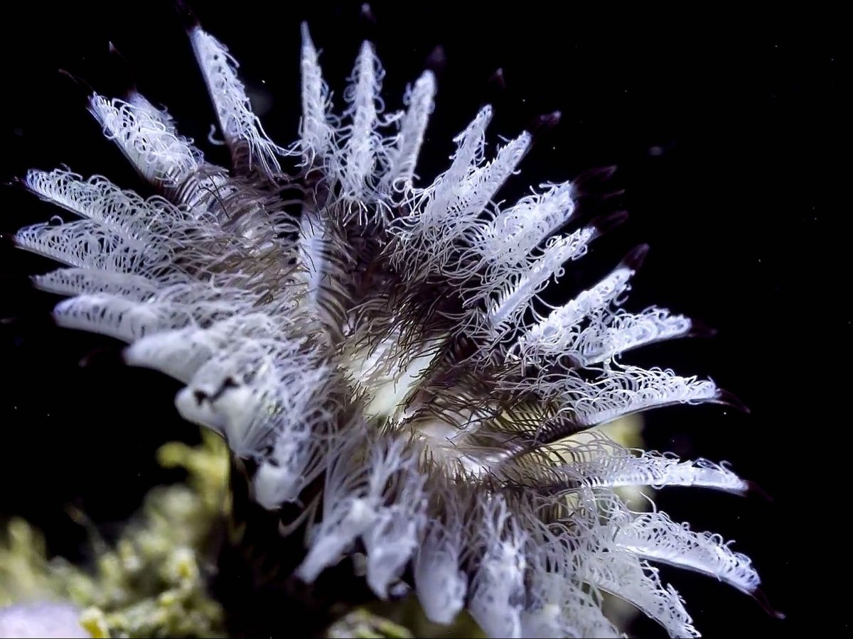 Трубчатые кораллы