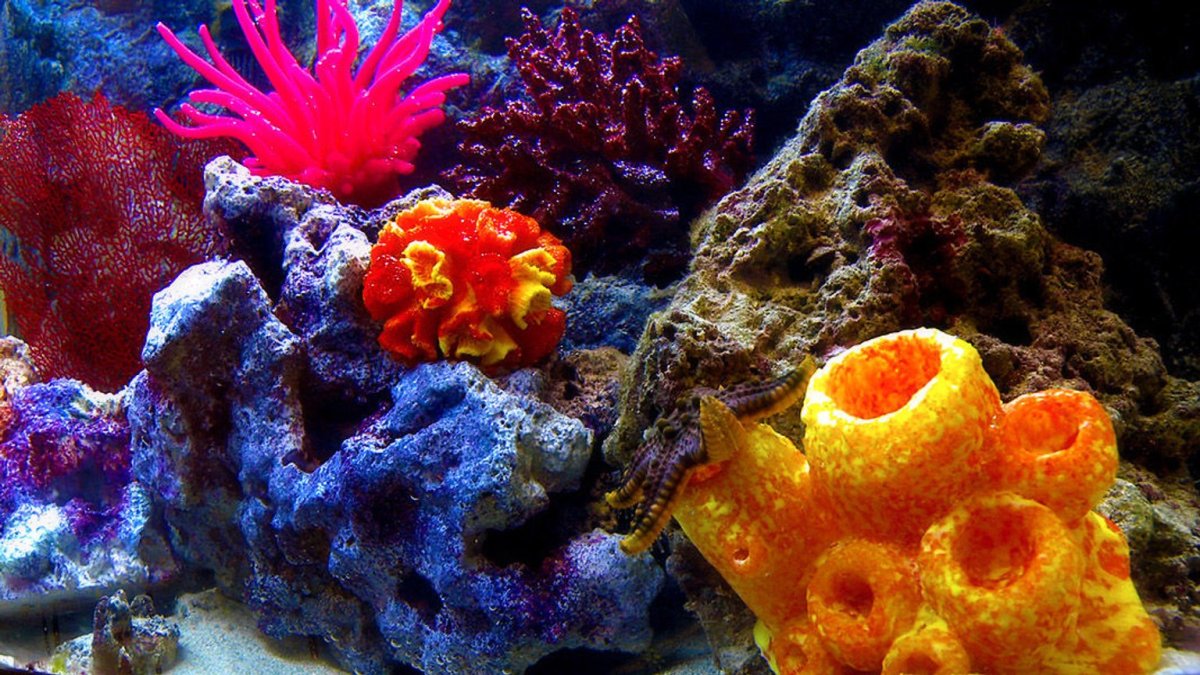 Тип губки Porifera