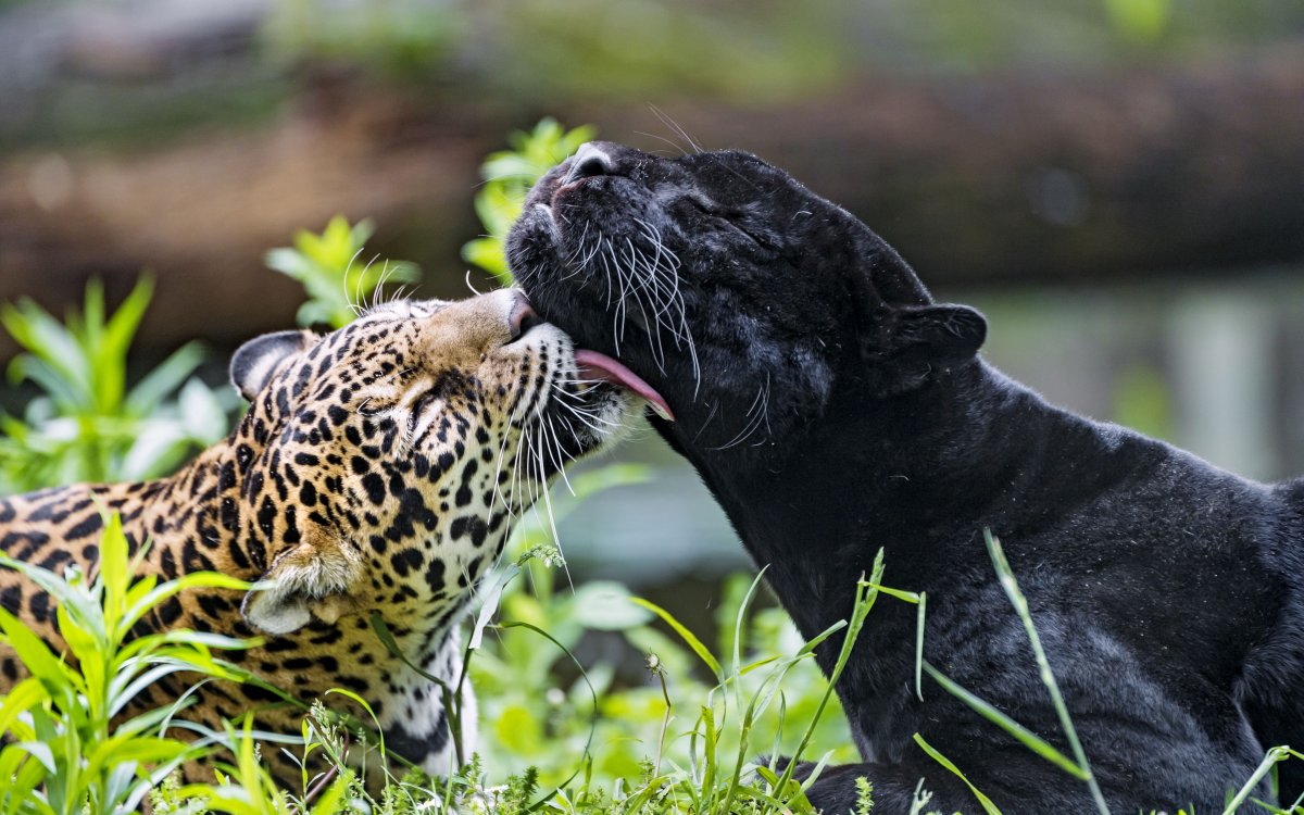 Минимализм животные