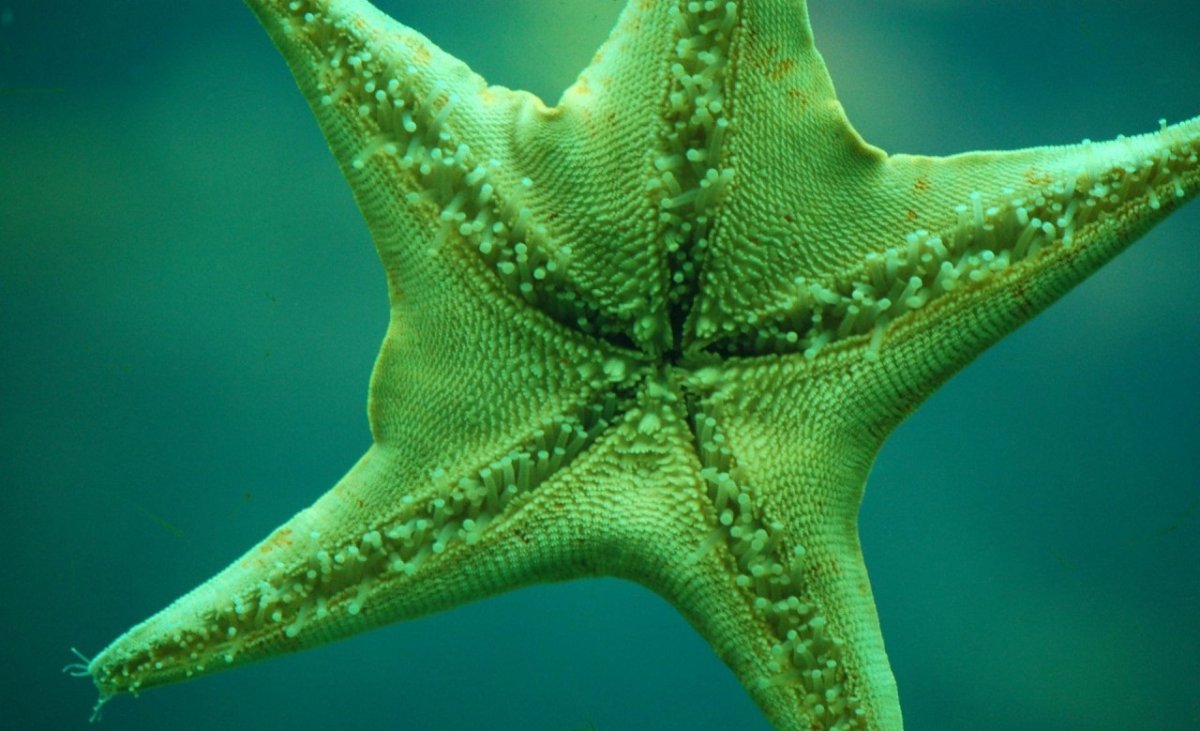 Солястер морская звезда