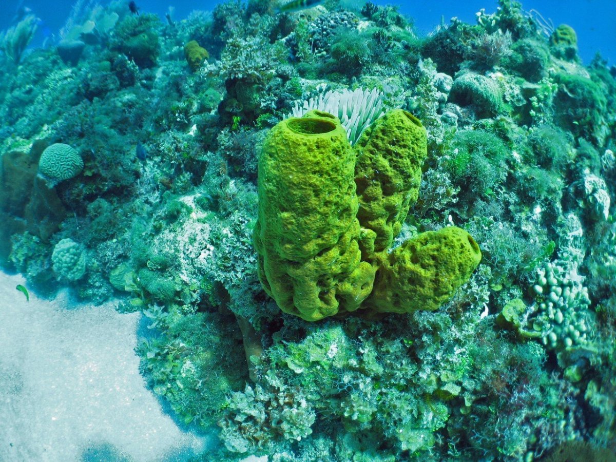 Акантелла губка