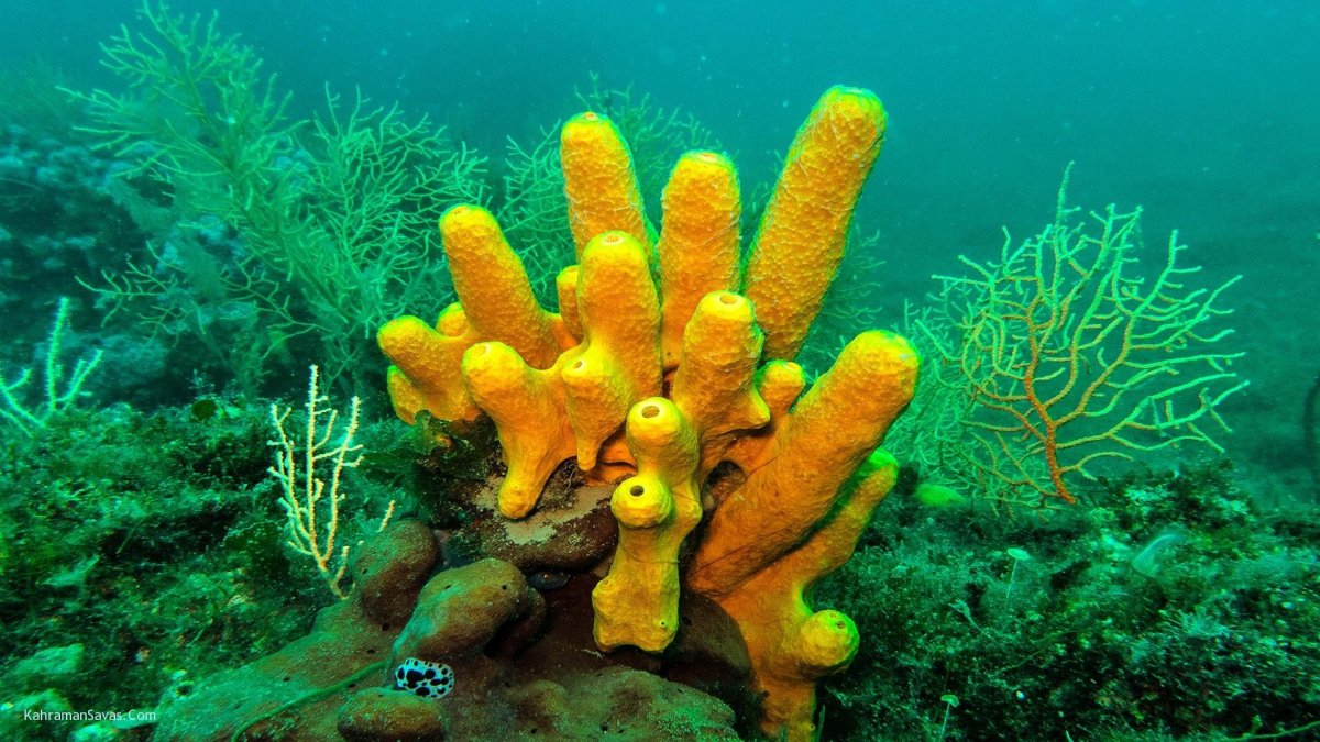 Известковые губки