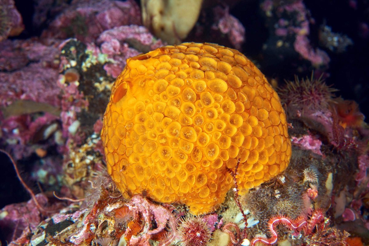 Морская губка Живая