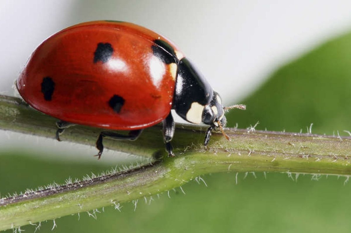 Мимикрия Божьей коровки