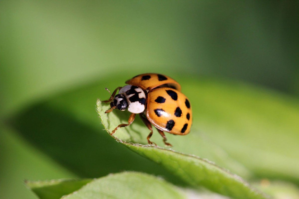 Чёрная Божья коровка с оранжевыми точками