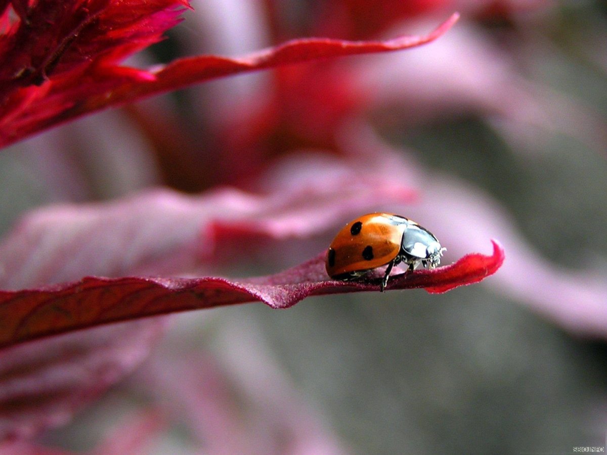 Божья коровка на листке осень