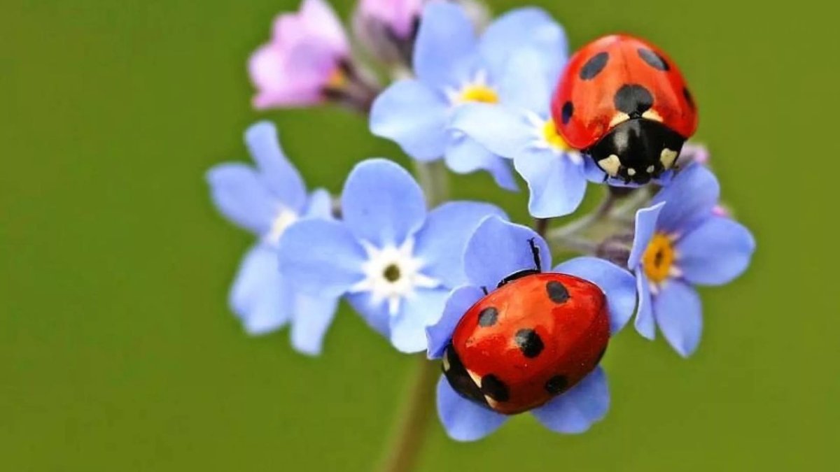 Бабочка коробочка