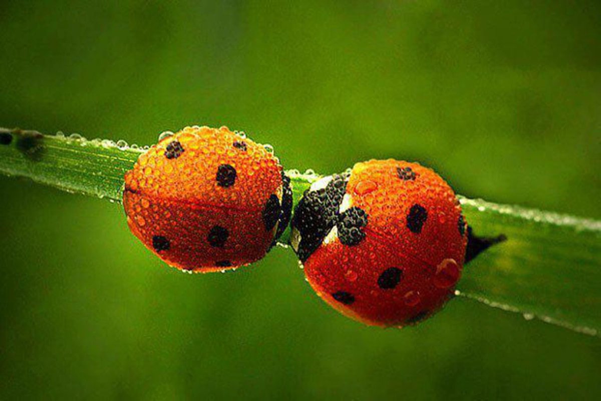 Рой Божьих коровок