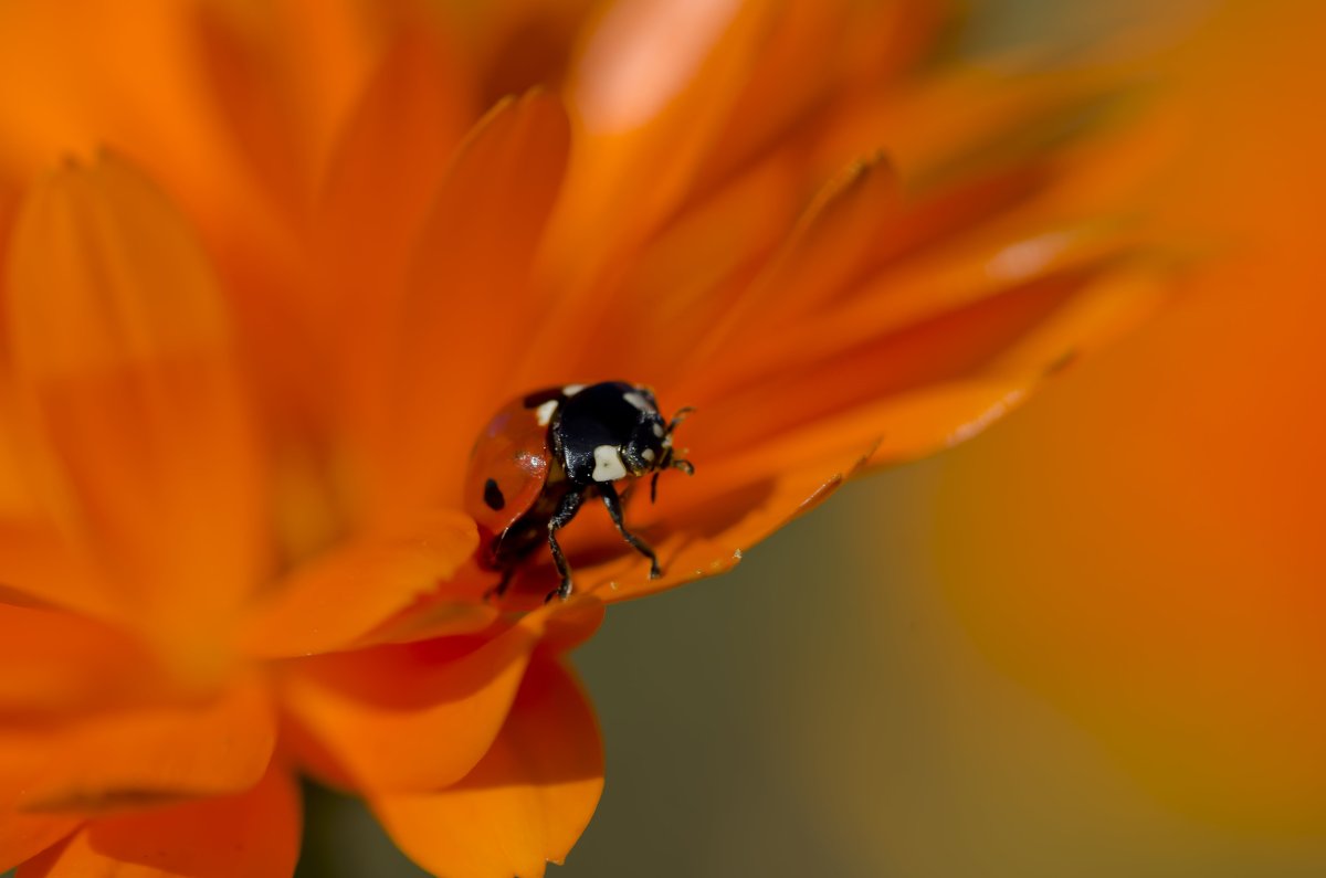 Жук оранжевый на цикории