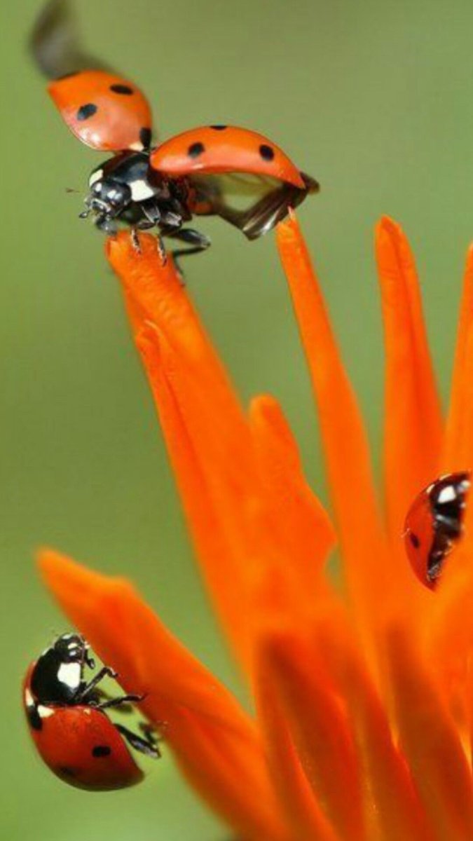 Рыжая Божья коровка