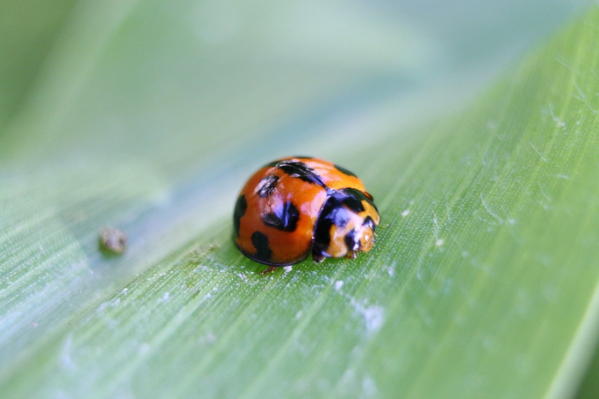 Божья коровка фото оранжевая