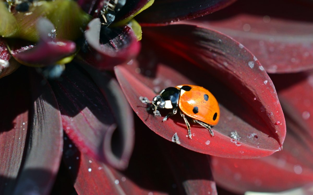 Божьи коровки на цветах