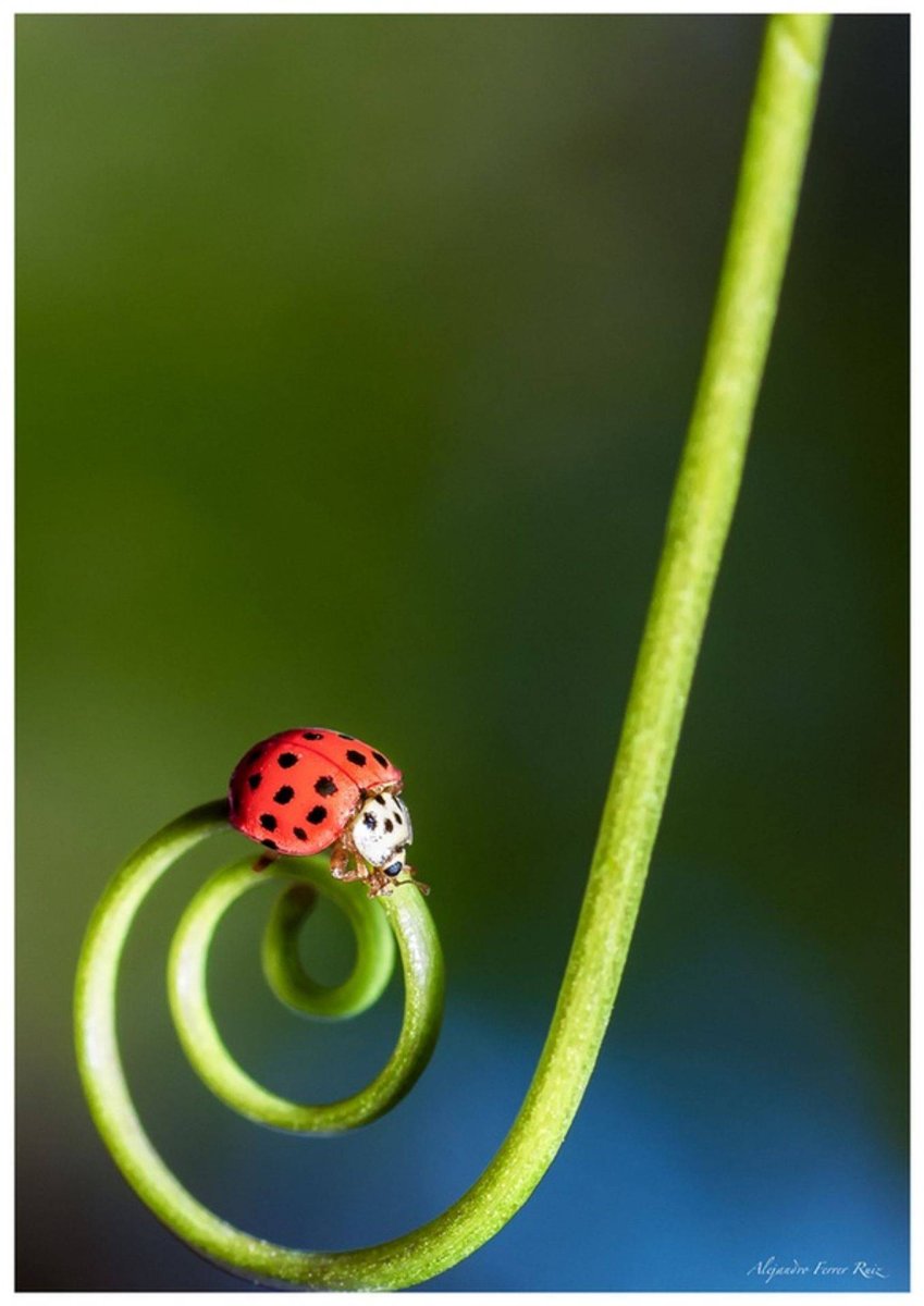 Животные милые Божья коровка