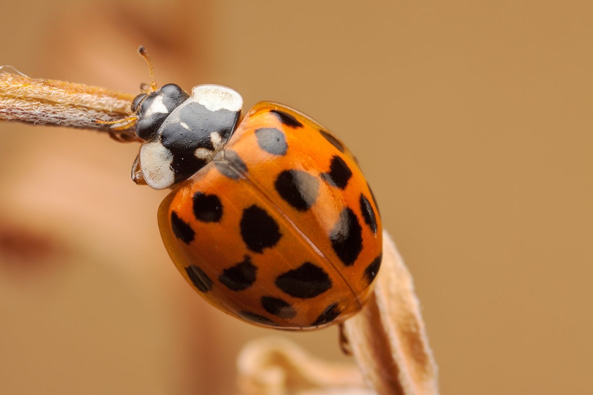 Коричневая Божья коровка с желтыми пятнами