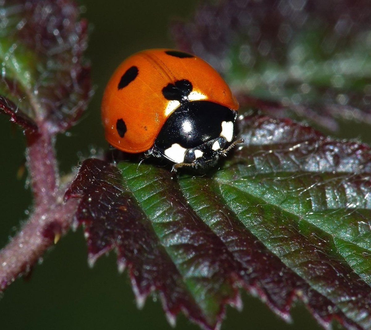 Девятиточечная Божья коровка