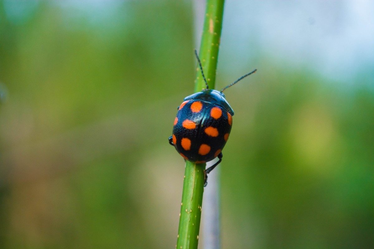 Люцерновая коровка