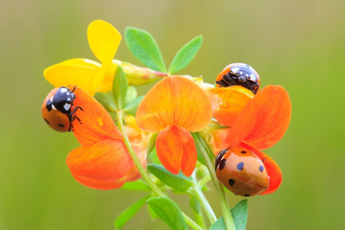 Бабочки и Божьи коровки