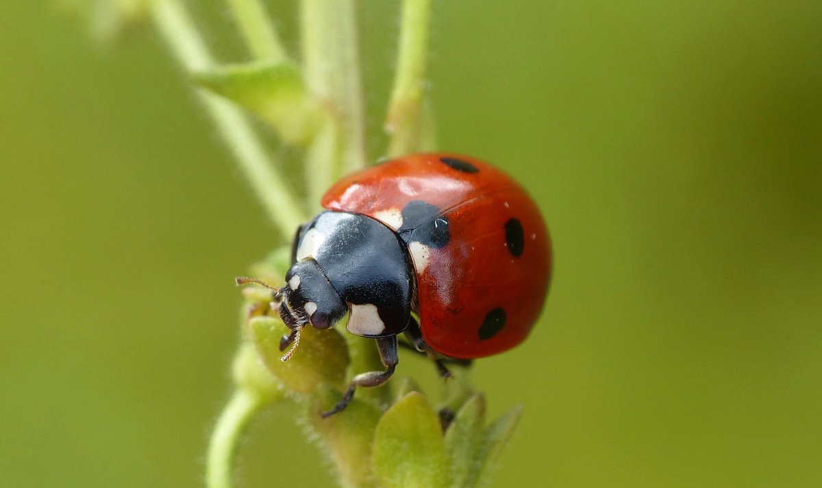 Симметрия в природе Божья коровка