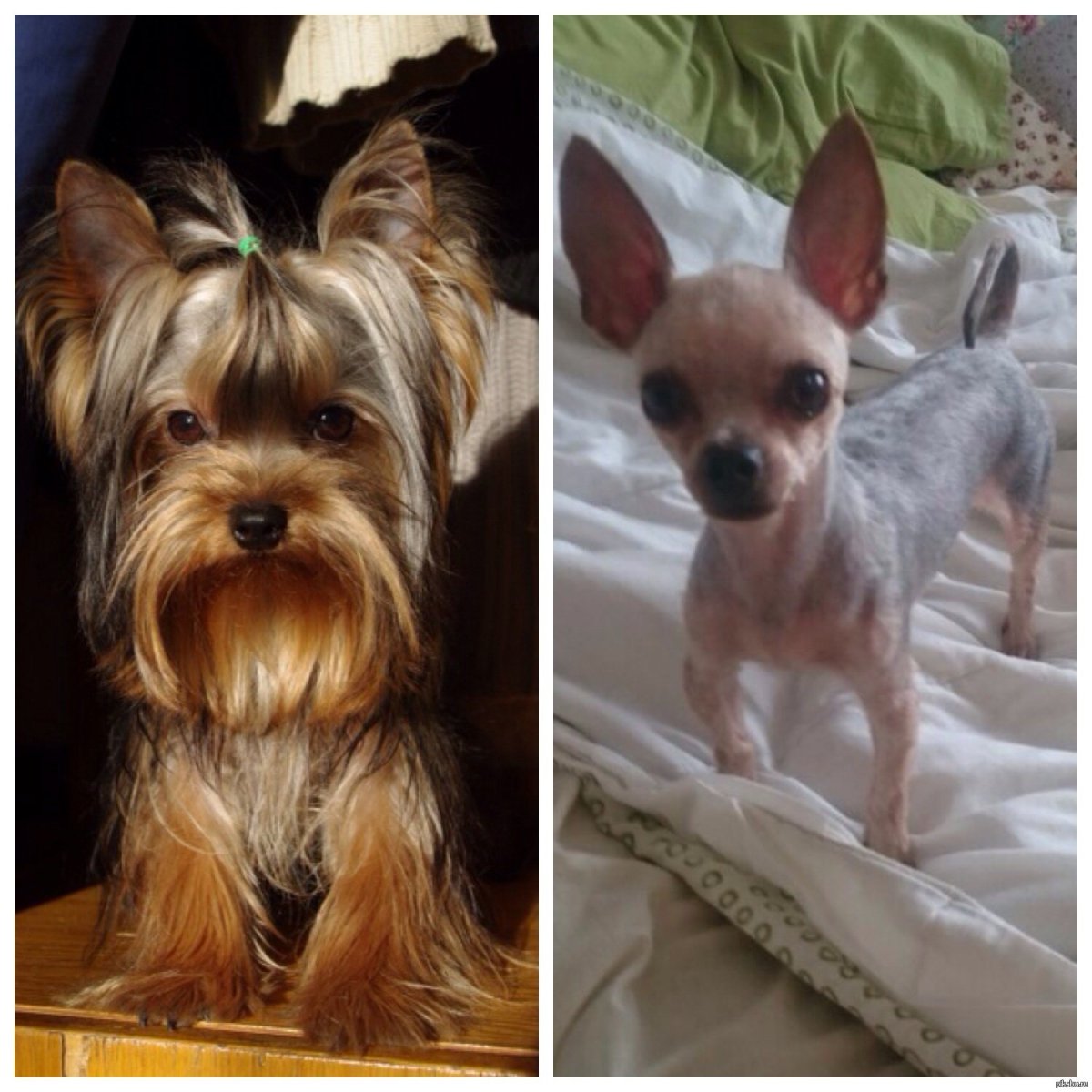 Злые Ёрки терьер