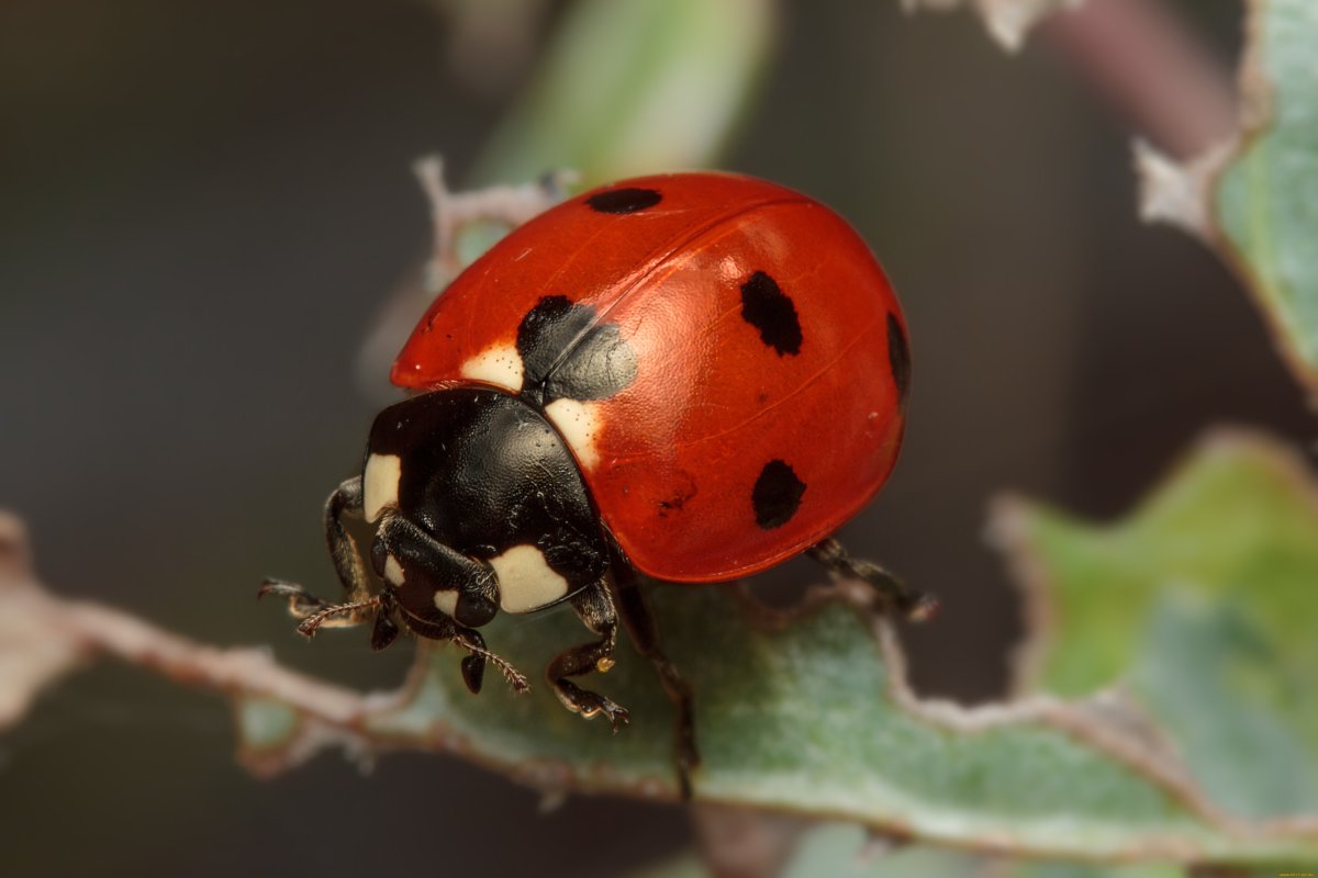 Божья коровка Пятиточечная