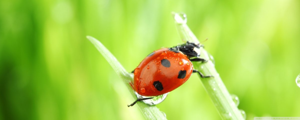 Божьи коровки