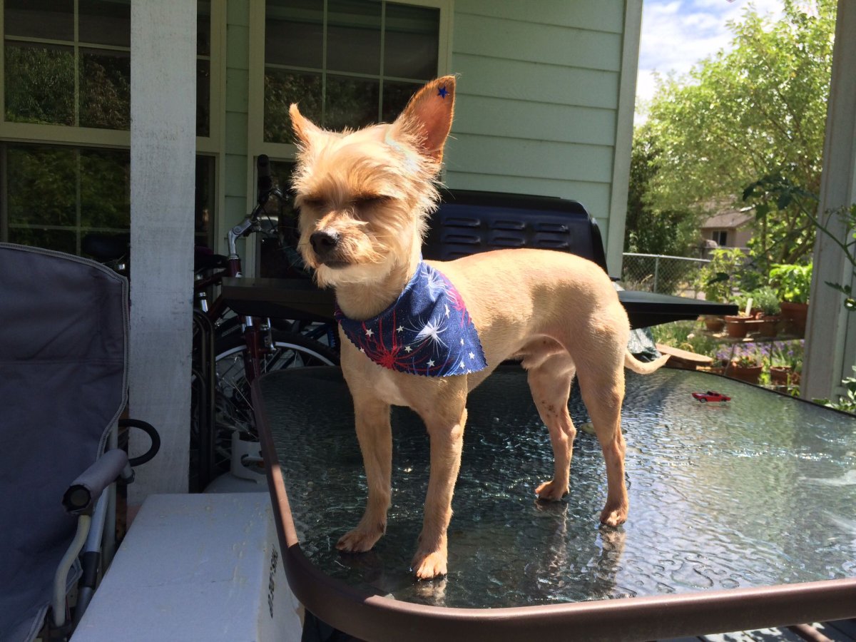 Ершистый терьер мини