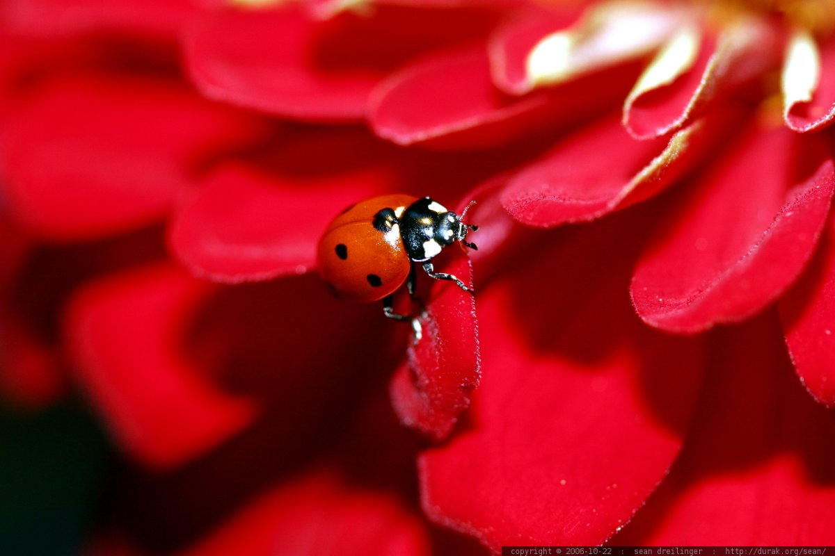 Божьи коровки