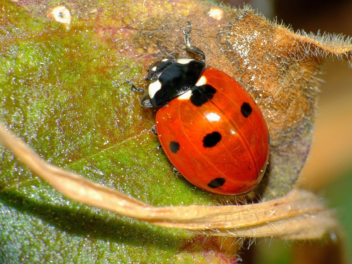 Божья коровка насекомое