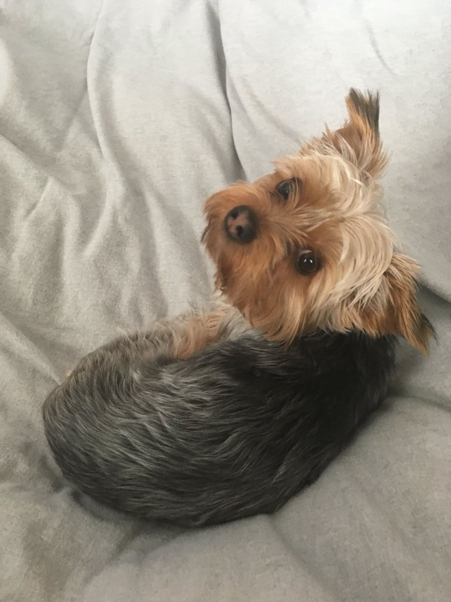 Йоркширский терьер бойцовская собака