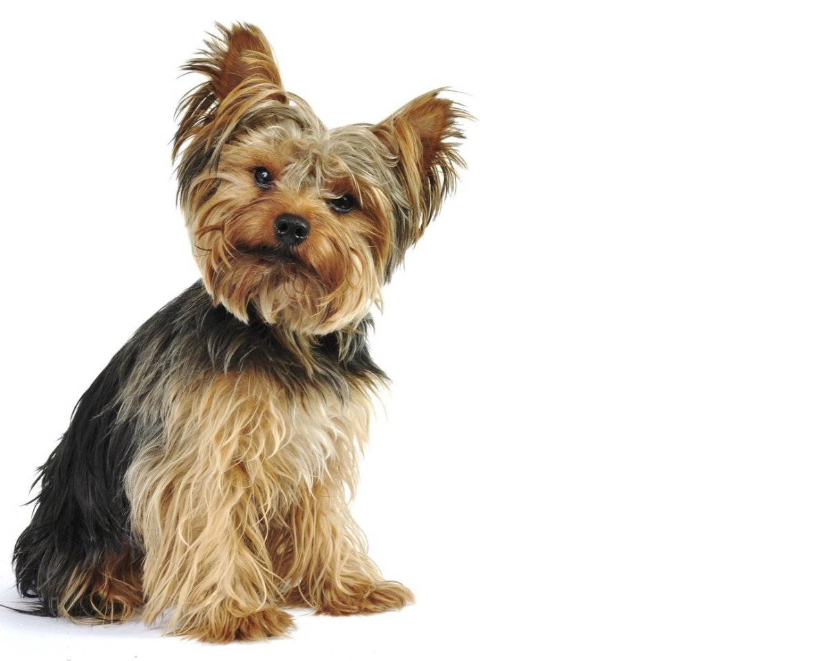 Кавайный Йоркширский терьер