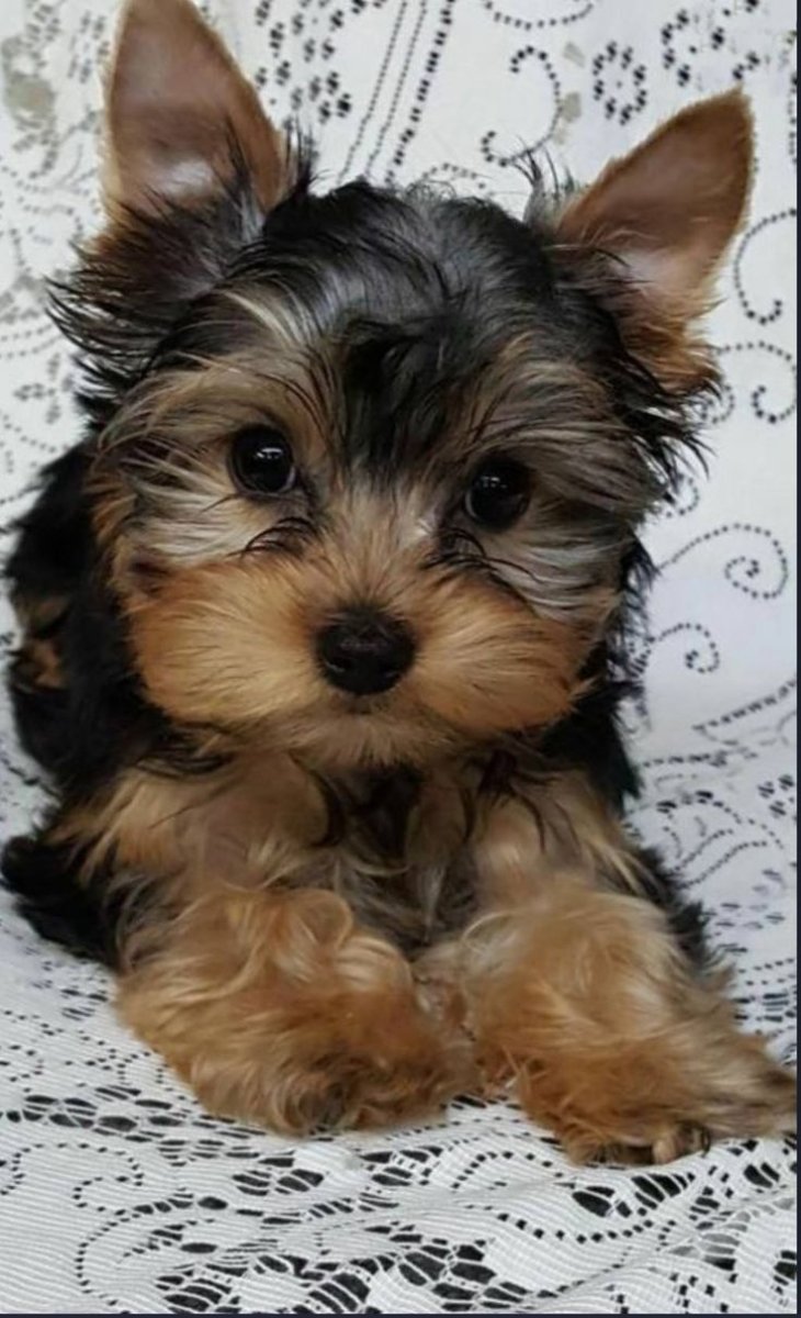 Йоркширский терьер Вива