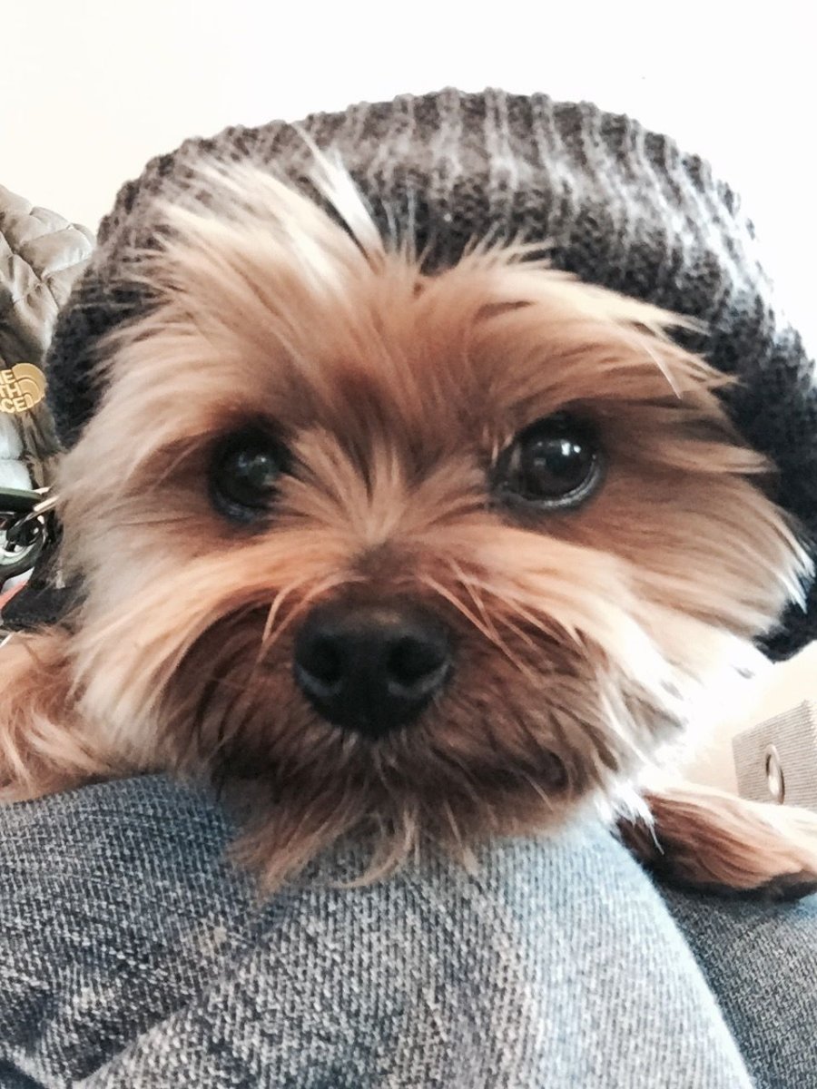 Лысый Йоркширский терьер