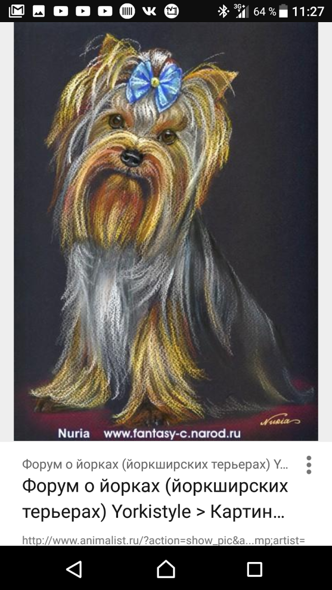 Йоркширский терьер черноподпалый