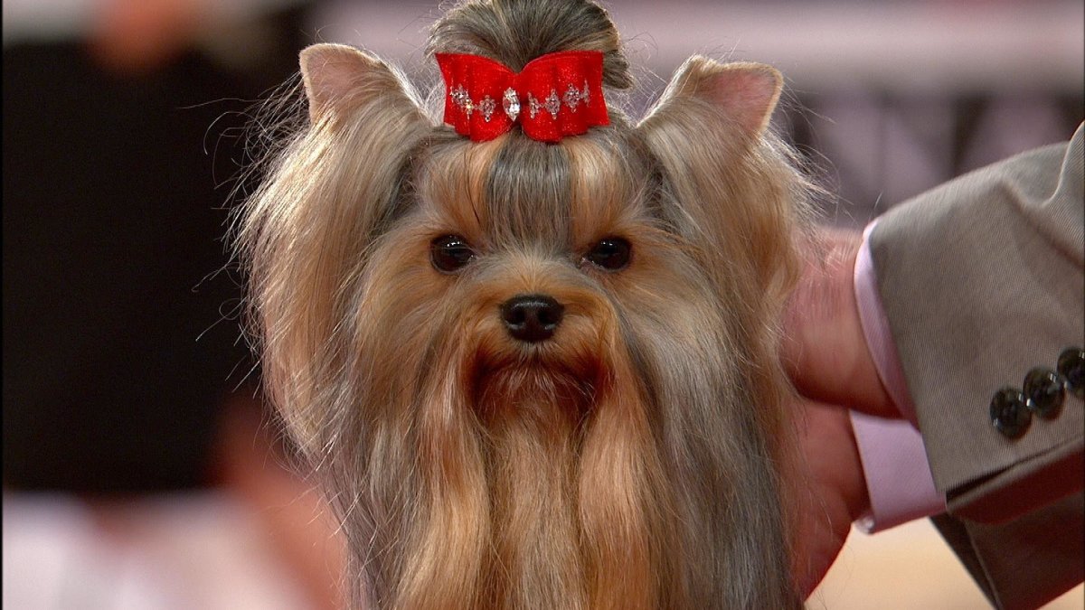 Йоркширский терьер мини лысый