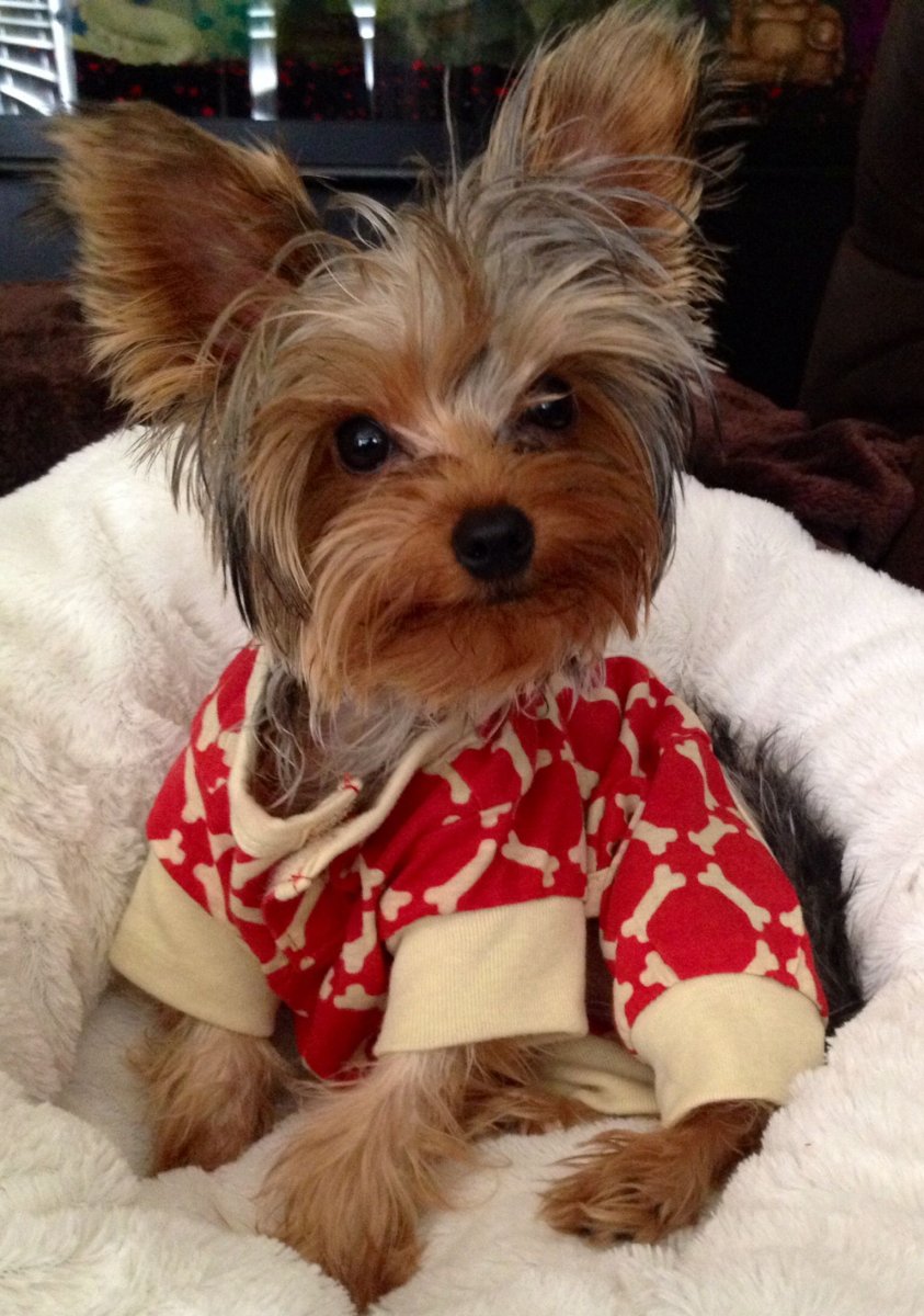 Карликовый Йоркшир