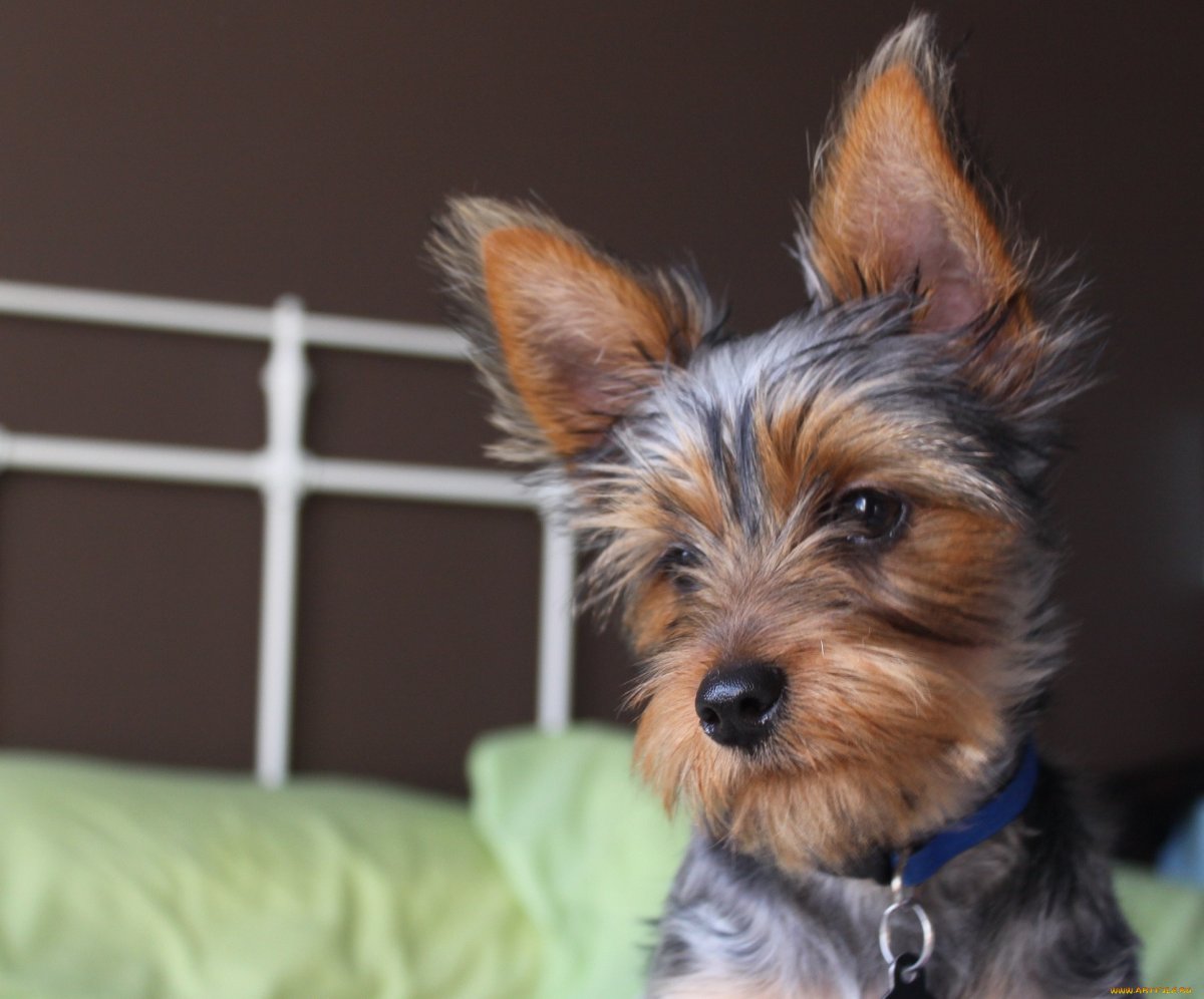 Йоркширский терьер пудель