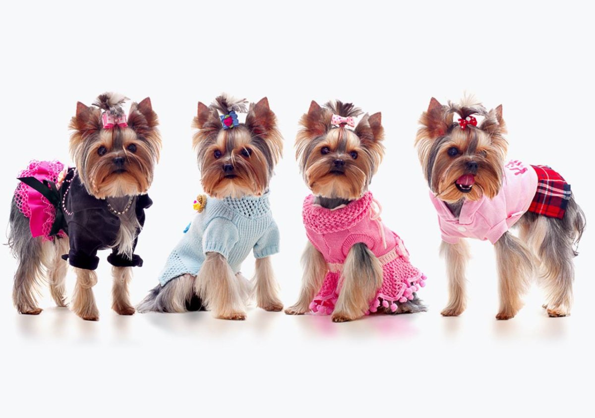 Кусачий терьер Йоркширский