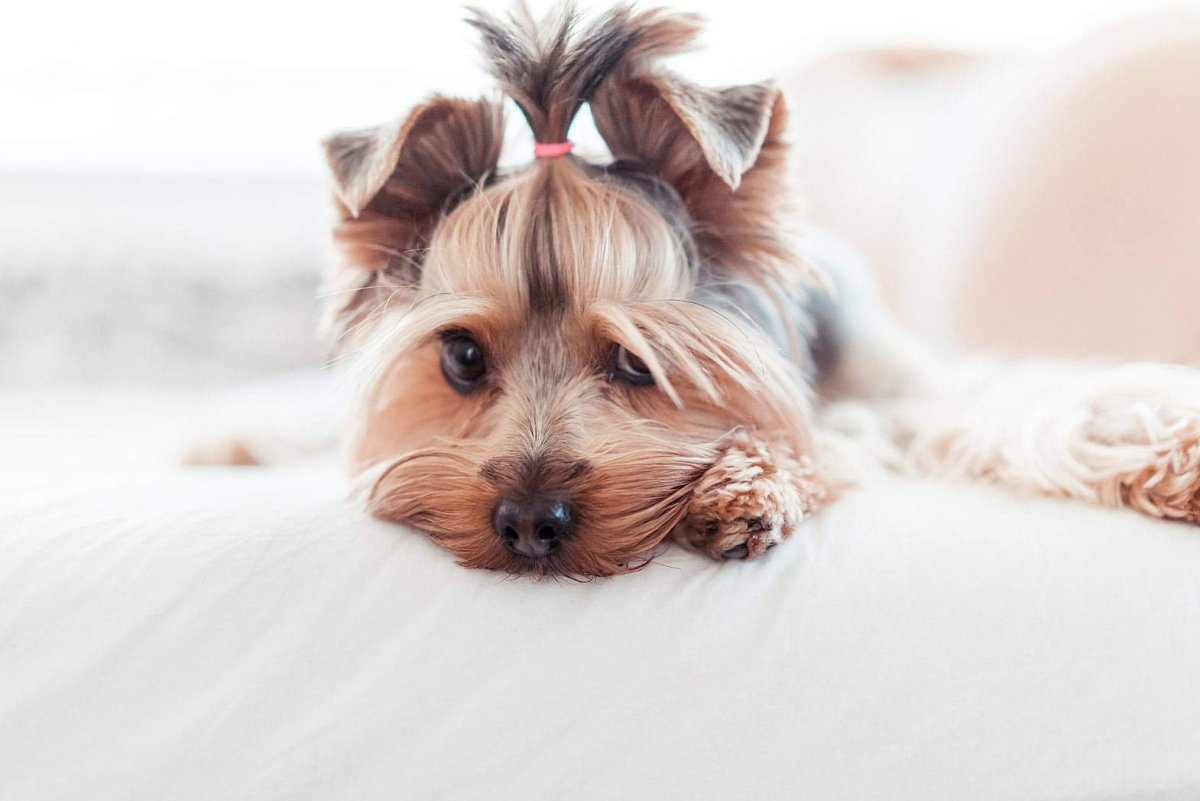 Teacup Yorkie